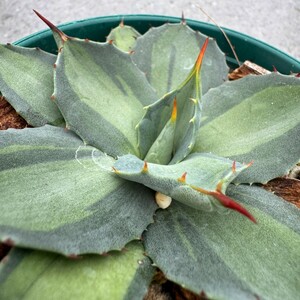  Kawasaki N2337 special selection agave succulent plant enduring cold ... heaven . Paris - horn changer sis finest quality stock 