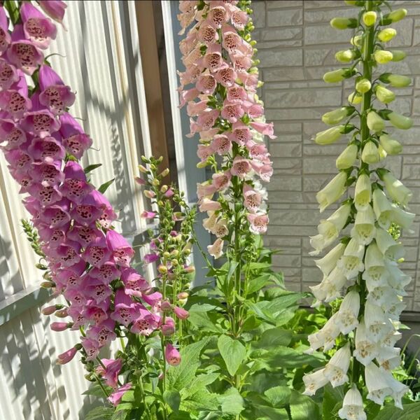 ジギタリス ミックス 種