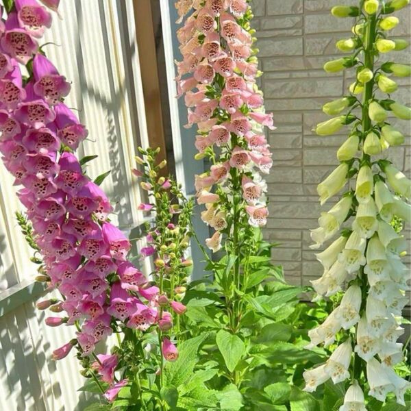 ジギタリス ミックス 種