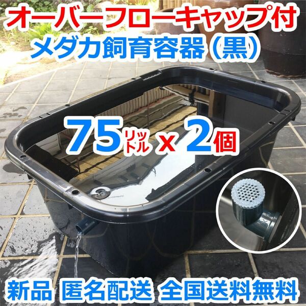 メダカ飼育容器【75㍑ 黒２個 オーバーフローキャップ付 】 メダカ飼育ケース めだか水槽 金魚 ビオトープ 睡蓮 五色アクア