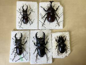  specimen Miyama stag beetle male 2 body rhinoceros beetle male oo stag beetle pair total 5 body material 