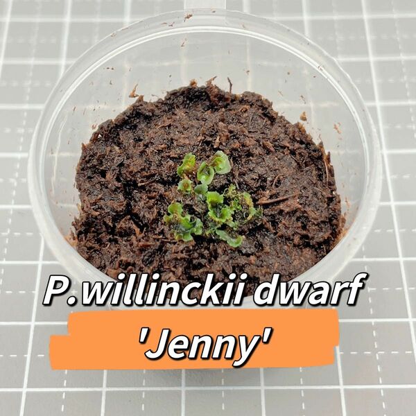 ビカクシダP.willinckii dwarf 'Jenny' 前葉体