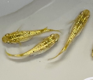 琥珀ラメ　15個+α 有精卵　発眼卵　めだか　メダカ 　金　ゴールド