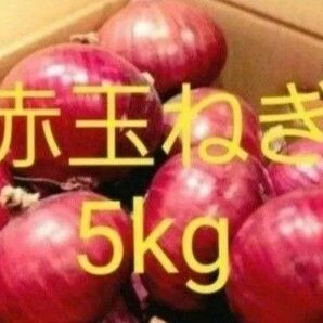 赤玉ねぎ5kg