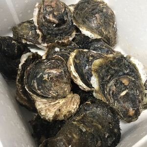 三重県鳥羽産　岩牡蠣　約2kg以上　5〜7個前後　送料無料　カキ oyster