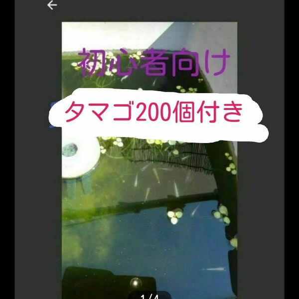 水草　5株　アマゾンフロッグピット　　オマケにタマゴ200個付き　激安　最安値　卵　初心者セット　産卵床