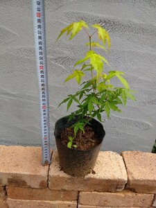 [ mountain taking .][ pot seedling .. delivery ]yamamomiji.. maple mountain . leaf maple momiji. leaf pot seedling sapling nature . shape 