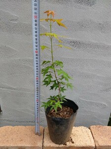 [ mountain taking .][ pot seedling .. delivery ]yamamomiji.. maple mountain . leaf maple momiji. leaf pot seedling sapling nature . shape 