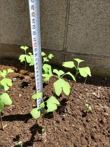 【ポット植えでのお届け】【3本セット】実生苗　イチョウ　いちょう　銀杏　紅葉　苗木　落葉樹　盆栽