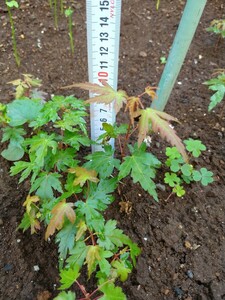 [ pot .... delivery ][3 pcs set ] real raw seedling momiji maple . leaf sapling deciduous tree bonsai 