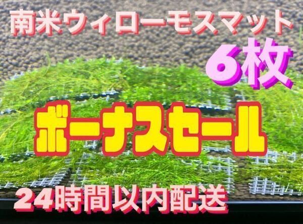 南米ウィローモスマット6枚セット　6cm×4cm 6枚　南米ウィローモス　無農薬　そのまま使用可能です　　　