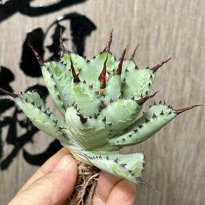 [ dragon ..]No.149 special selection agave succulent plant ... god super .. finest quality stock 