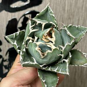[ dragon ..]No.14 special selection agave succulent plant chitanota white . a little over . finest quality stock 