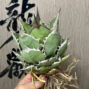 [ dragon ..]No.110 special selection agave succulent plant chitanota small island white .('Tower of Babel') a little over . finest quality stock . leaf 