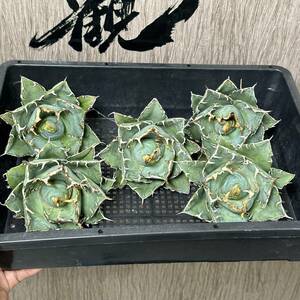 [ dragon ..]No.139 special selection agave succulent plant chitanota white . a little over . finest quality stock 5 stock 