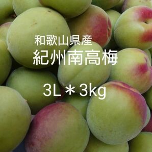 農家直送★和歌山県産／紀州南高梅★青梅／大粒 3L＊3kg(箱込み)／梅干し 梅シロップ 梅酒 梅ジャム