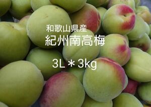 農家直送★和歌山県産／紀州南高梅★青梅／大粒 3L＊3kg(箱込み)／梅干し 梅シロップ 梅酒 梅ジャム