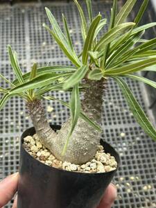 パキポディウム グラキリス 国内実生 C Pachypodium gracilius 検索)塊根植物 ウィンゾリー　2頭
