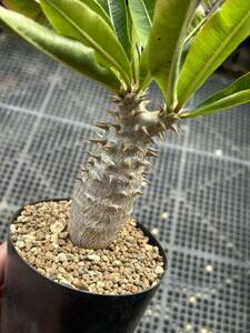 希少パキポディウム ビカラー 国内実生 Pachypodium bicolor 検索)ウィンゾリー グラキリス 塊根植物