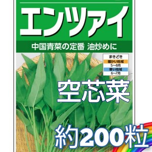 耐暑性抜群【約200粒】エンツァイ (空芯菜)　ビタミン・ミネラル豊富♪　クセがなく食べやすい野菜です♪　約10g(約200粒)で♪　送料73円〜