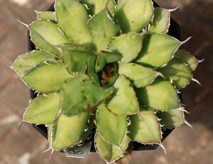  агава f.cristata no.1..chitanota суккулентное растение чуть более .titanota A