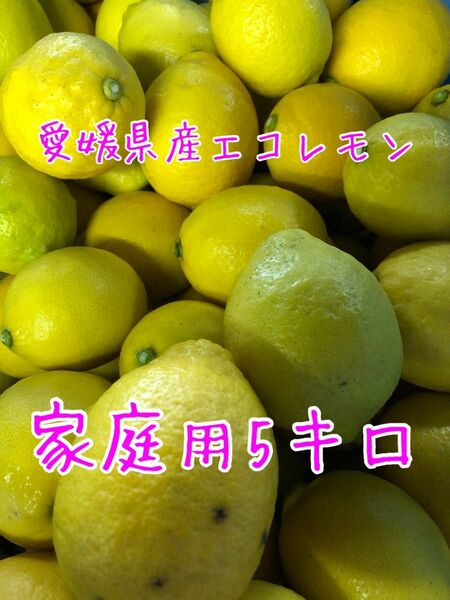 愛媛県産エコレモン家庭用5キロ