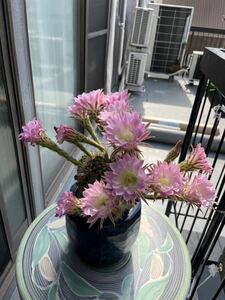 大輪花ピンク咲くサボテン
