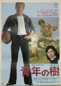 邦画ポスター『青年の樹』三浦友和 檀ふみ 矢吹二朗 月丘夢路 船越英二 東宝