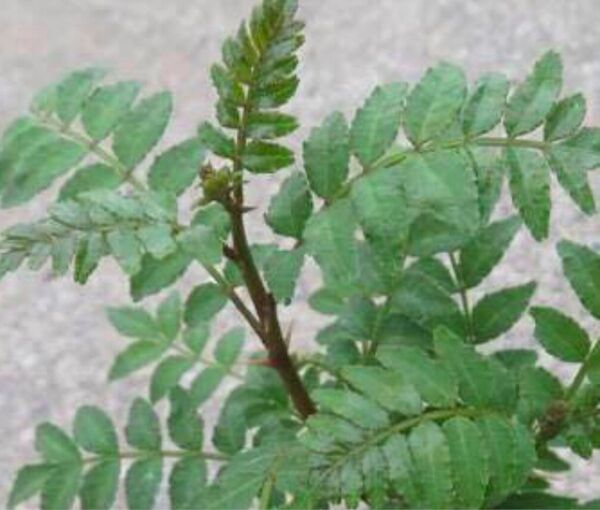 無農薬 粉山椒用 山椒の葉 500g 送料込み