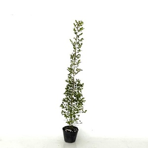 トキワマンサク（青葉白花） 樹高0.8m前後 15～18cmポット （5本セット）（送料無料） 苗 植木 苗木 庭