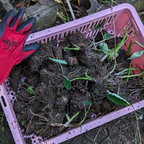 送料無料■里芋 さといも 発芽済みの種 苗 箱へ満杯　大きめを10株位（多少前後）山盛り！強健個体　成長旺盛 品種は どたれ セレベス 混在