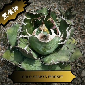 AGAVE　TITANOTA　黒魔神　アガベ　チタノタ　GOLD PLANTS MARKET　1
