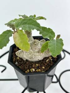  dollar stereo niafoechida flatness good type Dorstenia foetida