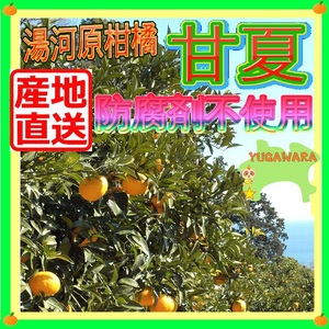 訳あり 湯河原 甘夏 約8kg ご家庭用☆不選別 農家さんからの直送　数量限定!! 甘夏みかん