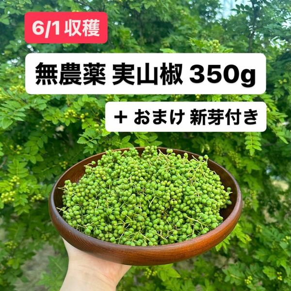 実山椒(山椒の実)350g +おまけ新芽(葉)20枚付き