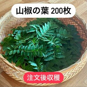 ★注文後収穫★ 山椒の葉 200枚 無農薬