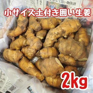 小サイズ土付き囲い生姜2kg