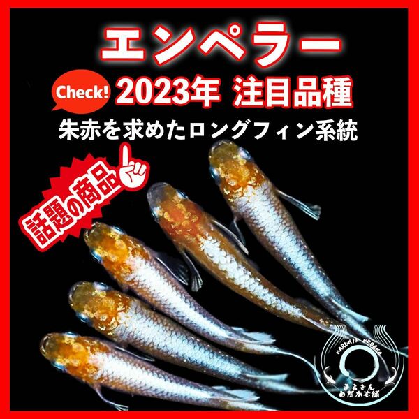 [まるきんメダカ]夢中メダカ様血統個体 2023年注目品種 エンペラー 卵 30+α