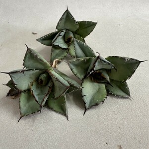 Y871 agave chitanota black . cow excellent .. special selection small stock 3 stock including in a package 