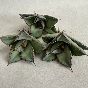 Y872 agave chitanota black . cow excellent .. special selection small stock 3 stock including in a package 