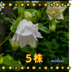 八重 蛍袋 ヤヱ ホタル フクロ (5株) 茶花植物一般