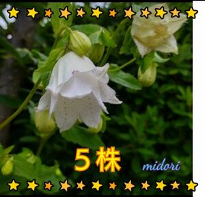 八重 蛍袋 ヤヱ ホタル フクロ (5株) 茶花植物一般