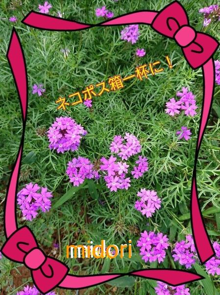 バーベナ (別名:美女桜) ネコポス箱に入るだけ!