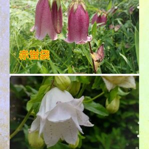 赤紫　&　八重白　蛍袋　茶花　(各2株)植物一般