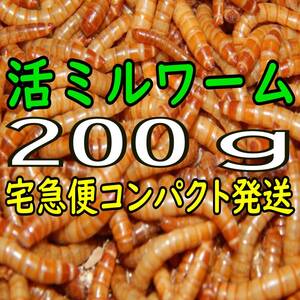 (生き餌) ミルワーム ２００g + α（宅急便コンパクト発送）