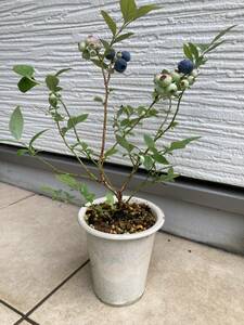 レアな美樹形の１点物★サザンハイブッシュ系ブルーベリー『blueberryガルフコースト（Gulfcoast） 』の苗　樹高約４０㎝（鉢底から）