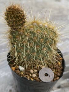 Opuntia echios　オプンチア　エキオス