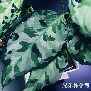 超希少種 マルチカラー 【 ディープ フォレスト 】 アグラオネマ ピクタム Aglaonema pictum multicolor 【 Deep Forest 】 