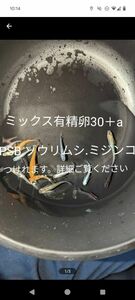 ミックスメダカ有精卵30＋a