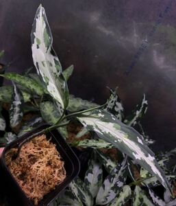 Aglaonema pictum ⑥ アグラオネマ　ピクタム